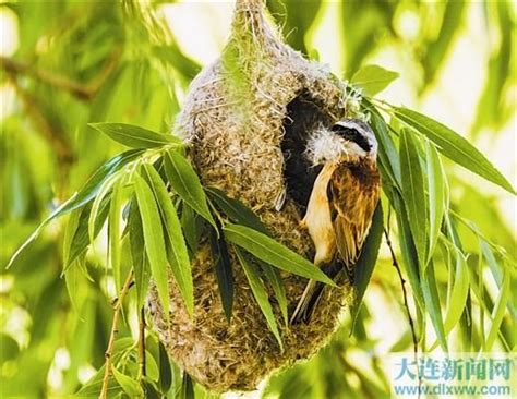 鳥兒在家築巢|【鳥在家裡築巢】鳥兒築巢在自家！是福是禍？專家曝。